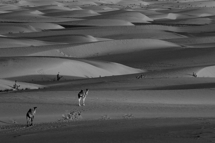 alt="Try minimalist composition that uses negative space. Photo by Crowpix Media. Black and white photograph of Camels walking in the Sahara desert."