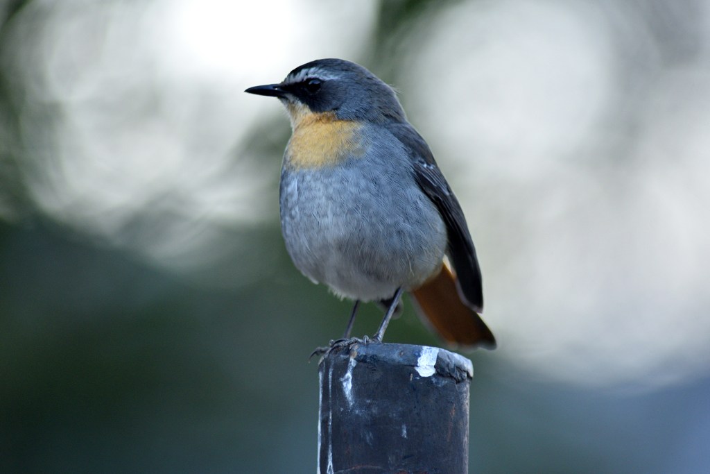 alt="do not place subject in the centre of photo frame for composition"