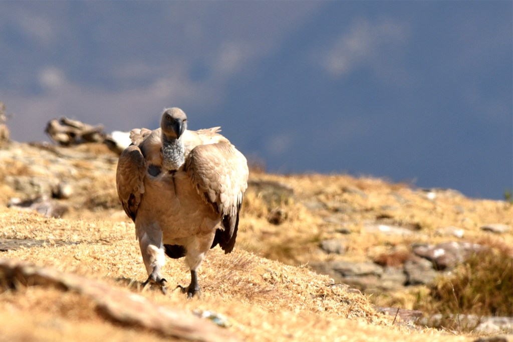 alt="vulture depicts the subject of the photo composition"