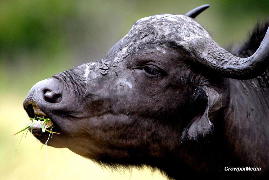 alt="A Buffalo in the Hluhluwe National Reserve, South Africa. Photo by Crowpix Media."