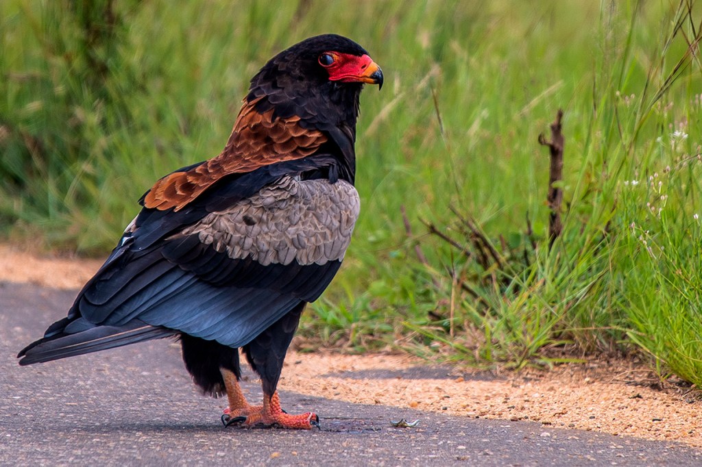 A Bateleur landed on a road in the Kruger National Park, South Africa. The Bateleur's eye is captivating. The bird of prey seems to be looking straight at the camera and draws the viewer into the photo. Photo by Crowpix Media.