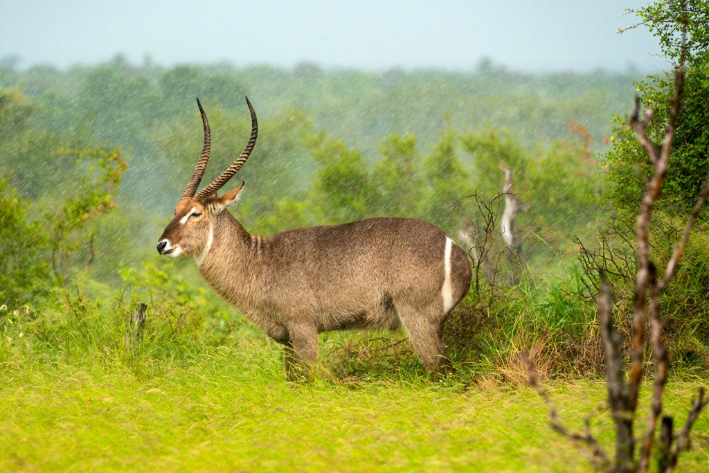 A Waterbuck stands still in a sudden rain shower in the Kruger National Park, South Africa. The showers create an unusual, grain-like effect on the photo. Photo by Crowpix Media.