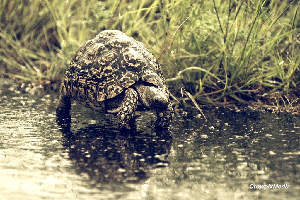 A Tortoise has made its way onto a wet road after a downfall. The water on the road makes an interesting foreground in this photo. Adverse weather conditions can work in your favour when being creative with your wildlife photography. Photo by Crowpix Media.