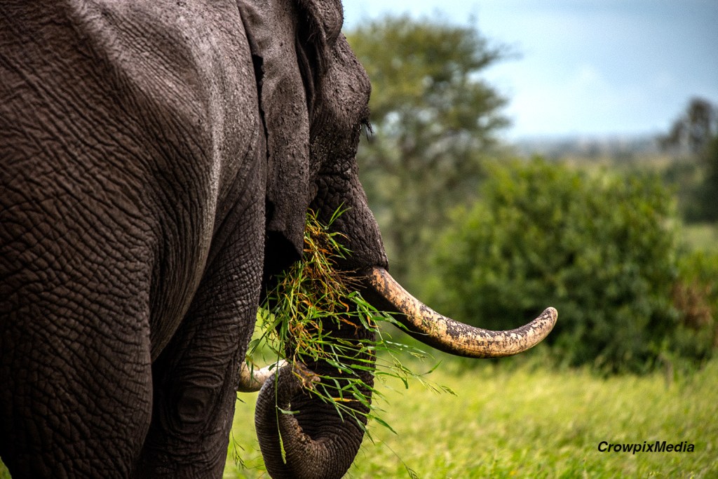 alt="A male Elephant eats grass in the Kruger National Park, South Africa. Photo by Crowpix Media."