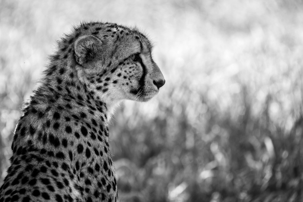 A Cheetah sits under a shady tree in the heat of the day in the Kruger national park, South Africa. This black and white version of the Cheetah makes a dramatic and timeless portrait of the beautiful Cheetah. Photo by Crowpix Media.