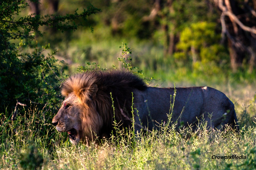 alt="A male Lion wakes from his slumber under the tree in the heat of the day in the Kruger National Park, South Africa"