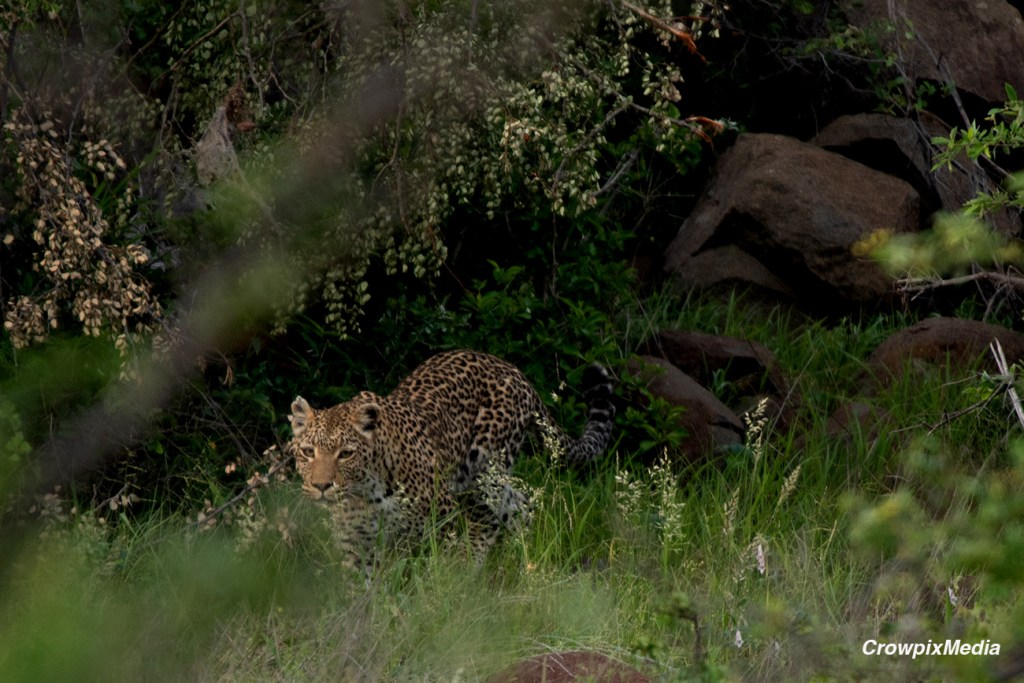 alt="A Leopard walks stealthily among the thick grass of the bushveld in Tmbavavati Private Reserve, South Africa."