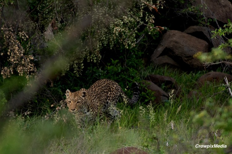 alt="big 5 animals South Africa Leopard"