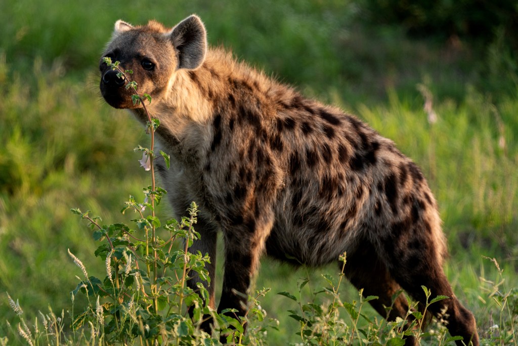 A Hyena smells a plant in the early morning sun in the Timbavati Reserve, South Africa. This shape of the Hyena shows a diagonal line running through the photo from right to left. Photo by Crowpix Media.