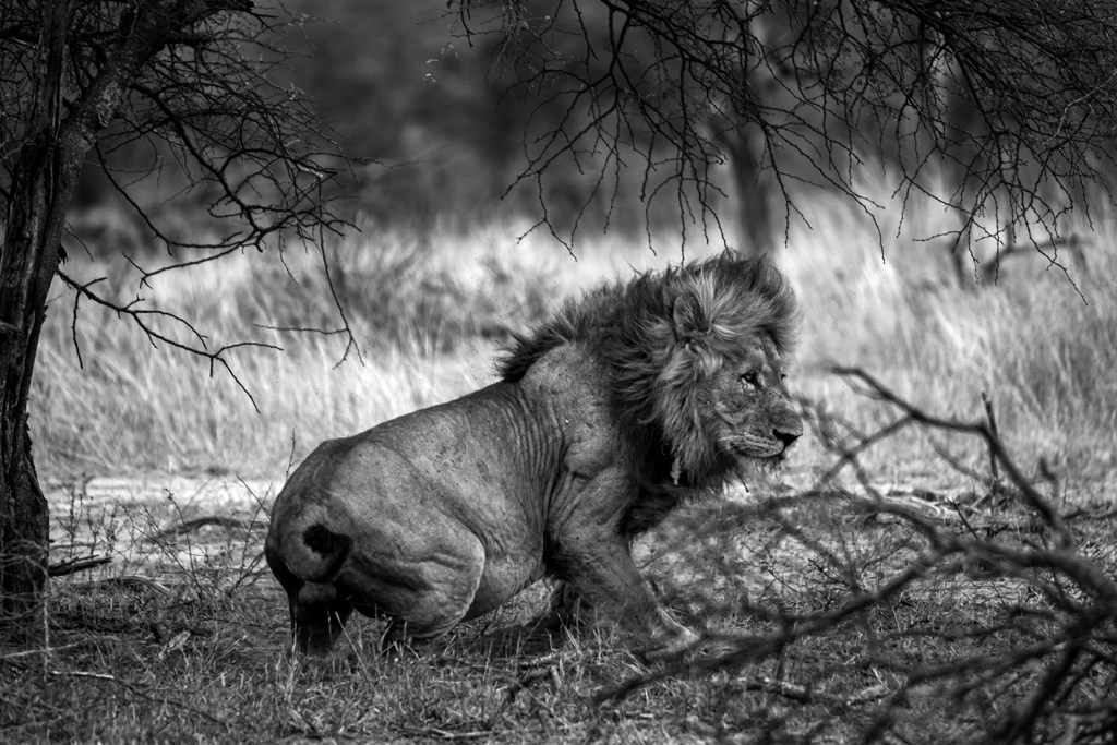 A black and white image of a male Lion as he awakens from a midday nap. I got this shot using a ground-level angle. I considered the effect of the foreground in this shot and composed it accordingly. Photo by Crowpix Media.