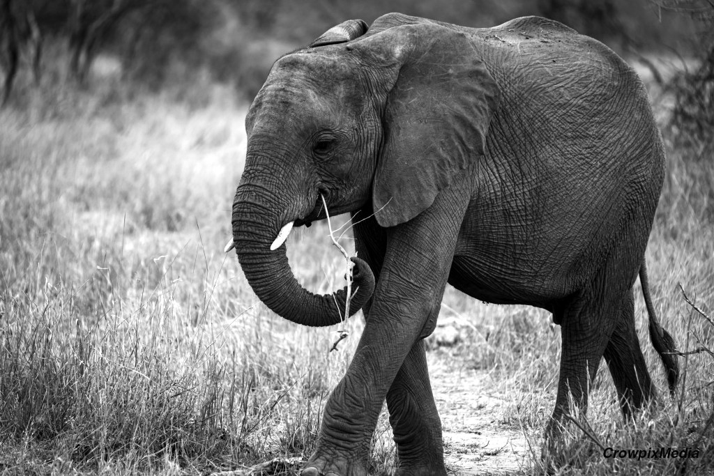 I got close up on this young Elephant in the Kruger National Park, South Africa. You will also notice that the background of the image is simple and not distracting. Photo by Crowpix Media.