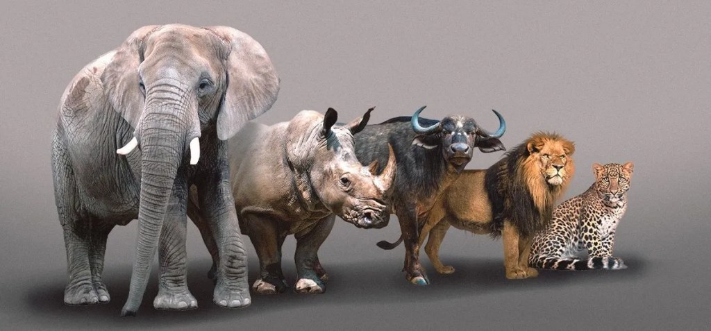 The Big 5 animals of Africa