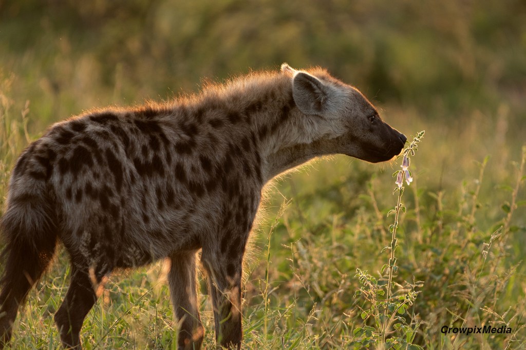 A Hyena sniffs the early morning aroma of flowers in the Greater Kruger National park, South Africa. Photo by Crowpix Media.