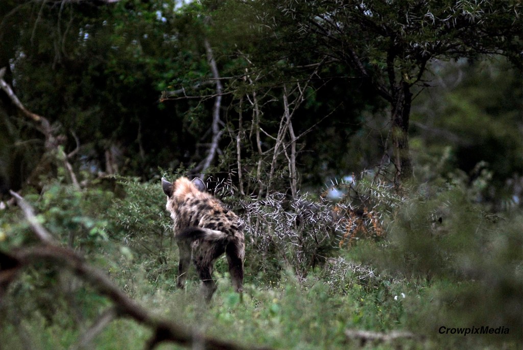 alt="A lone Hyena makes its way into the thick of the bush in the Kruger National Park, South Africa. Photo by Crowpix Media."