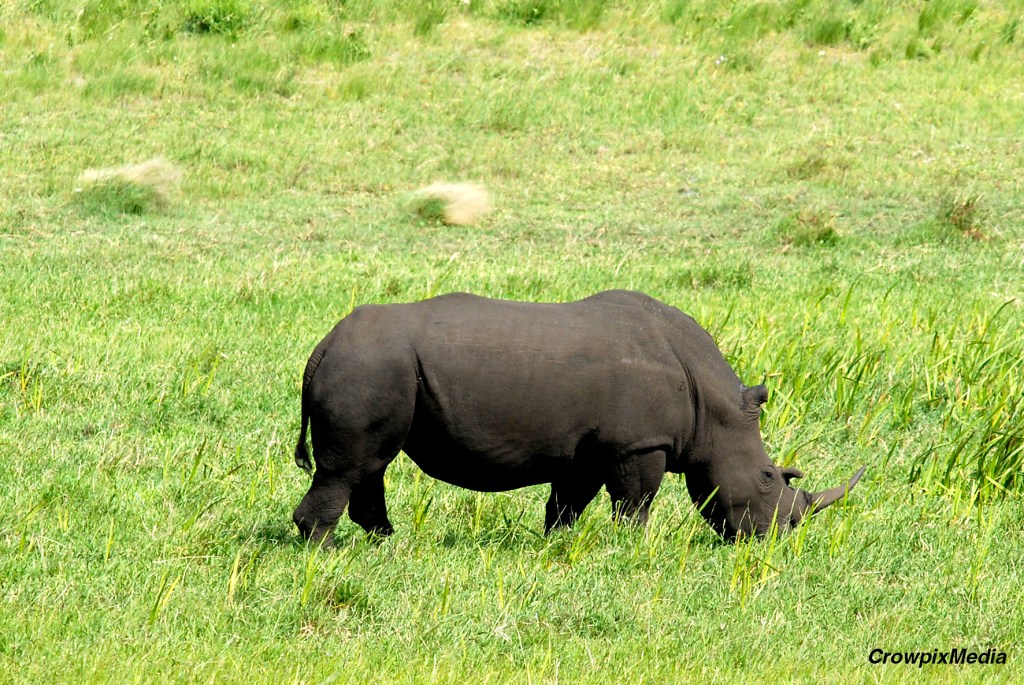 alt="A large Rhino moving peacefully in Cape Vidal, South Africa. Photo by Crowpix Media."