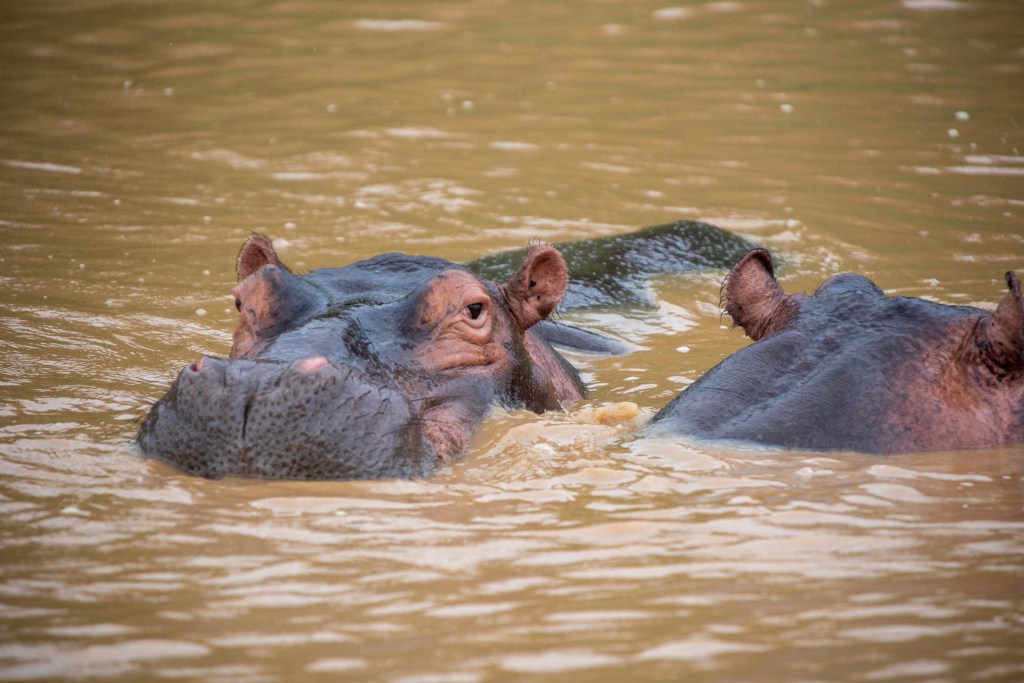 alt="Hippos bask in the water in St Lucia, South Africa"