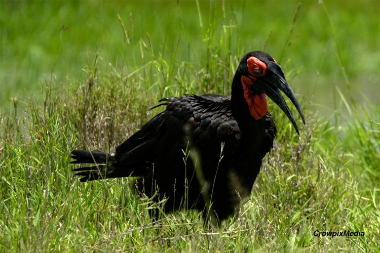 alt="A Southern Ground Hornbill strides through the grasses of the Kruger National Park, South Africa."