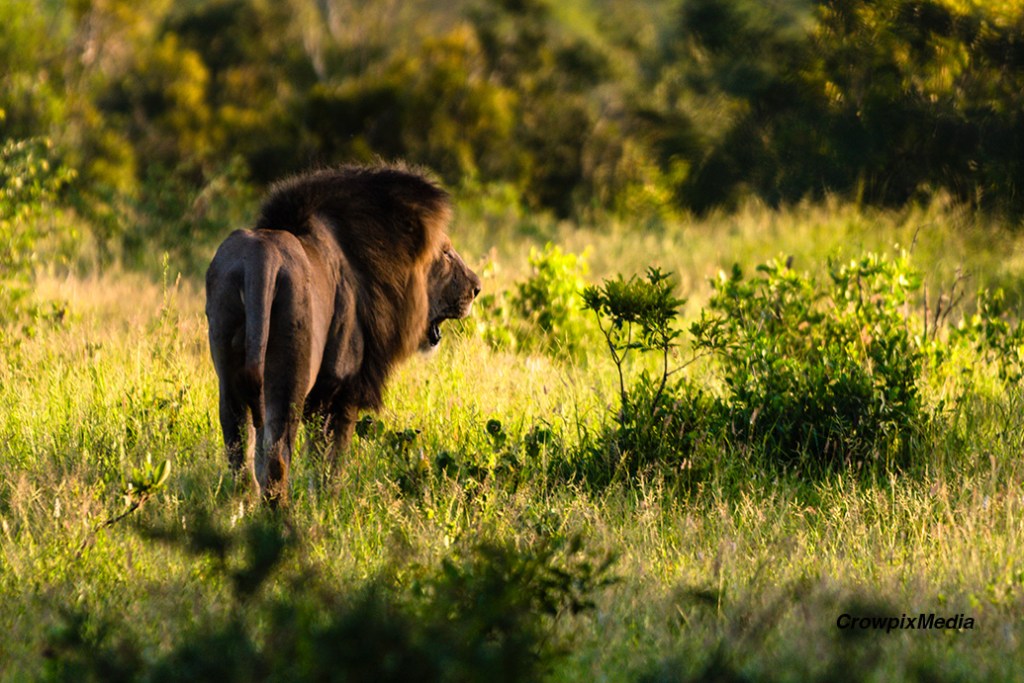 alt="A male Lion traverses the African bush in the Kruger National Park, South Africa"