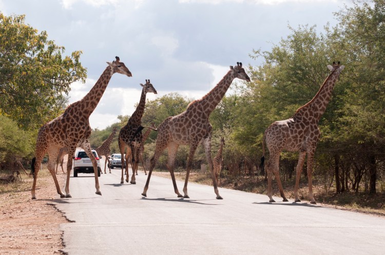 alt="giraffes cross the road in the Kruger national park South Africa. The rule of odds. Use an odd number of subjects as your focal point."