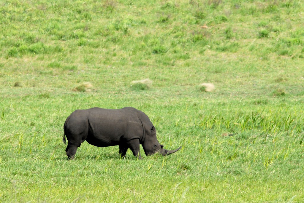 alt="Visuals are fundamental to driving change around conservation issues. A Rhino grazes in the veld. The African Rhino is severely dying, and intervention is desperately required."