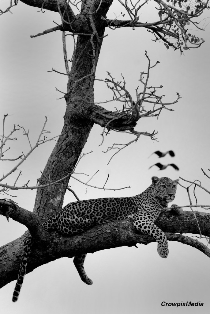 The lines in the trees of this photo move the eye around the picture's frame successfully. The leopard is also the shape in the image that draws attention. Photo by Crowpix Media.