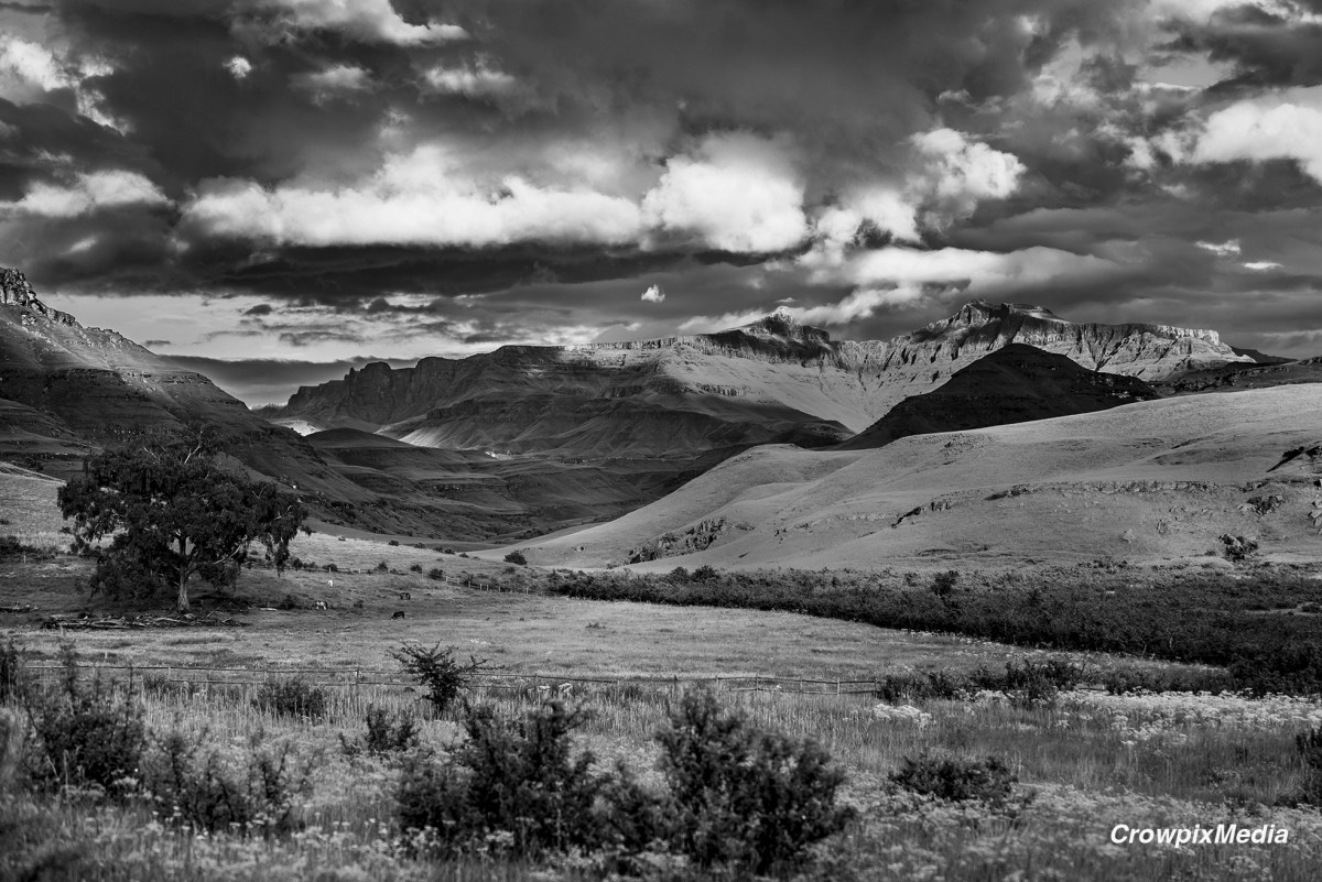 8 Easy Ideas to Improve Your Black and White Nature&nbsp;Photography