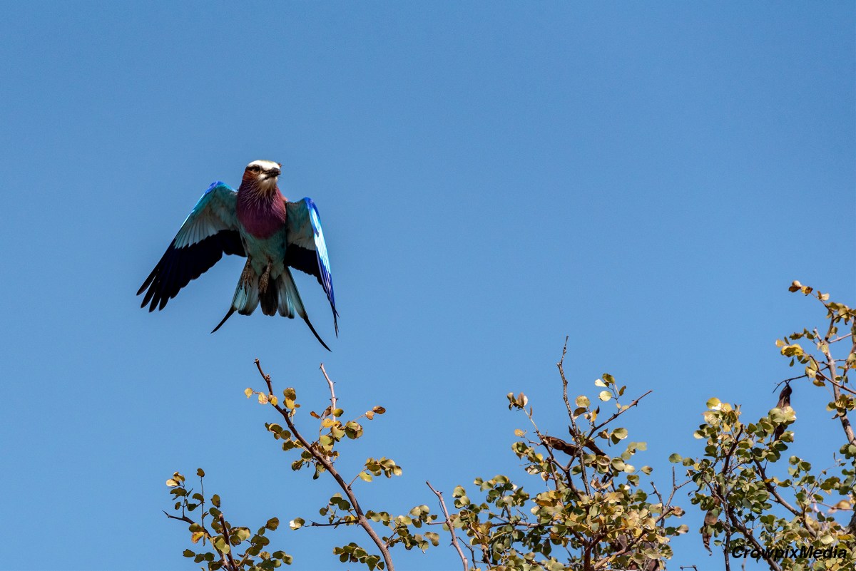 Rule of Thirds: An Easy How To Guide For Nature Photography&nbsp;Beginners