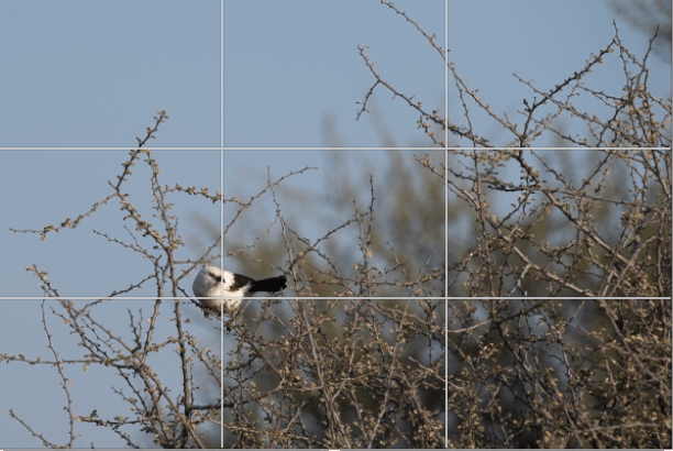 alt="rule of thirds.The Shrike is placed on the left-hand side vertically and at the bottom intersection."