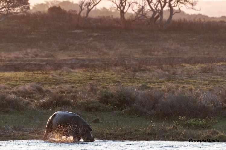 alt= "a hippo enters the water of the lake in iSimagaliso wetlands park, south africa"