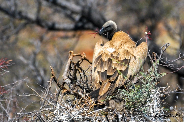alt="White backed vulture in tree."