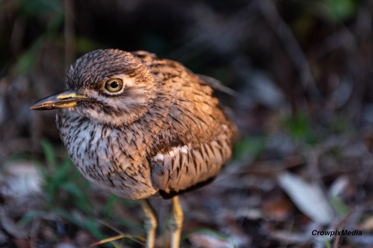 alt="A young Water Thick-Knee bird appears outside the bush. Photographing wildlife helps people connect with nature by appreciating its fragility."
