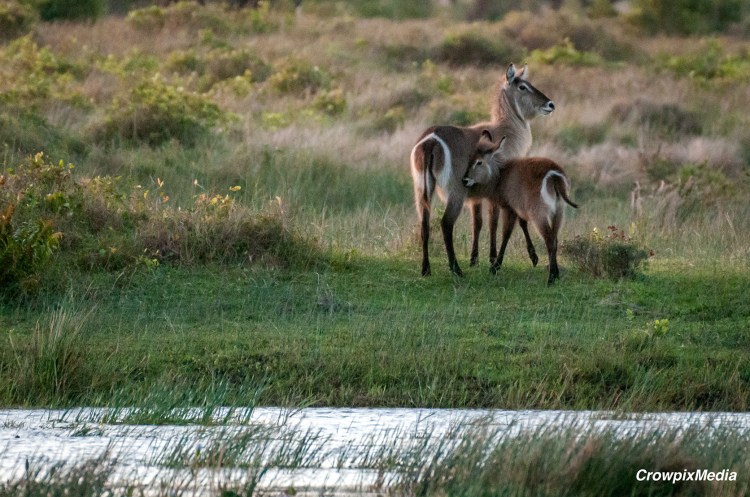 A Waterbuck and its young calf stand at a watering hole in Isimangaliso Wetland Park, South Africa.
