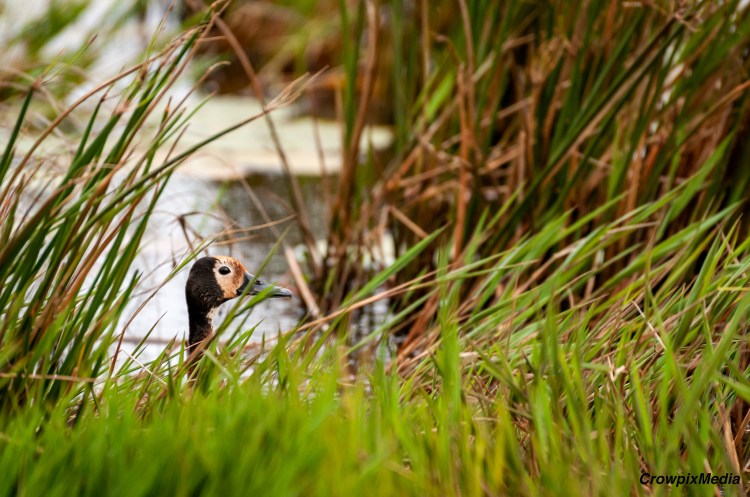 alt="As the family of ducks edge closer to the shore, the father African Black Duck breaks away and steps onto the land to survey the landscape before the ducklings and the mother arrive at the safe location."