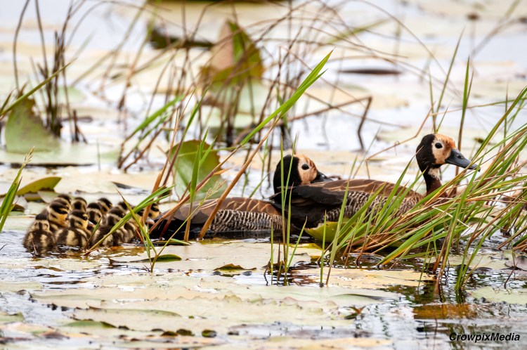 alt="
The ducklings form a tight group and stay close to the adults as they swim through the reeds and water lilies, moving quickly and steadily toward safety"