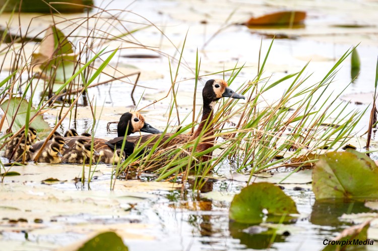 alt="In apprehension of danger, the father duck stretches his neck above the reeds to scout for possible threats. The adult ducks are clearly on high alert while on the move and are taking every precaution to ensure the ducklings' safety at all times."