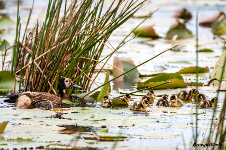alt="
Once the adult ducks are confident that the coast is clear from danger, they begin shepherding and guiding the ducklings across the pond of water they habituate."
