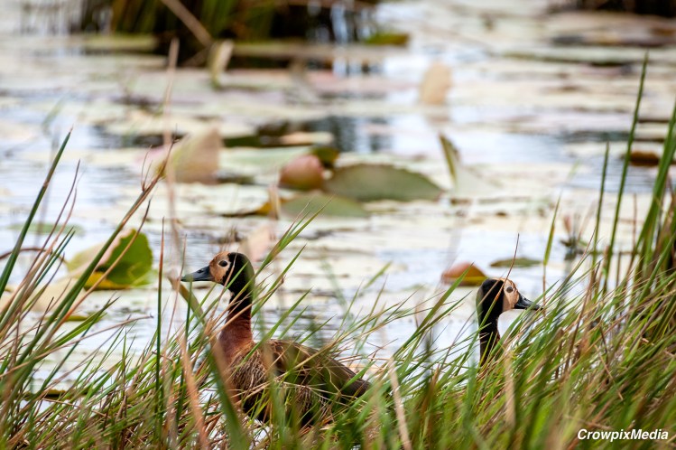 alt="
The father, African Black Duck, joins the mother in mobilising the chicks, fulfilling his duty of protecting them against any perceived threat or danger"