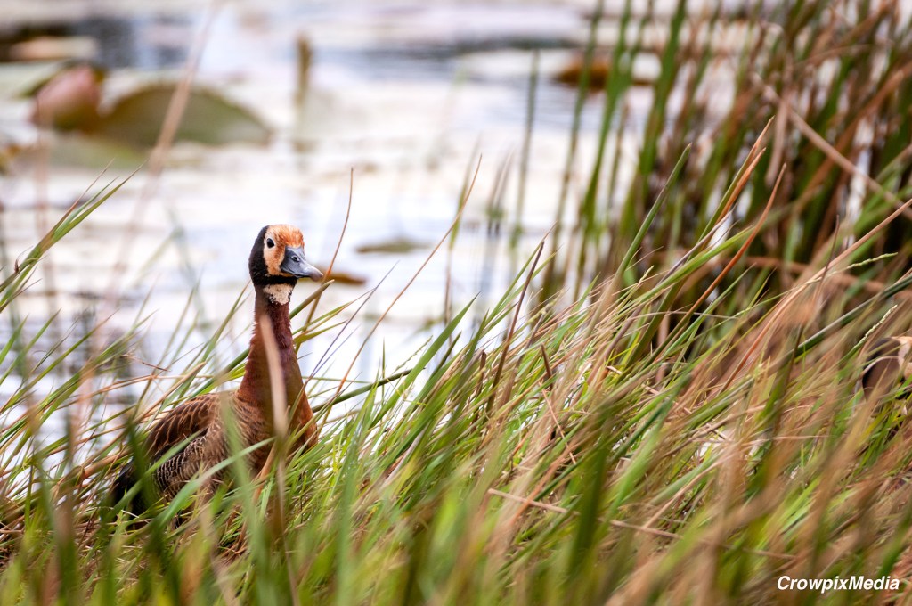 African Black Duck photo story alt="A mother African Black Duck moves stealthily among the reeds of the water, prudently looking for any signs of danger. The mother duck is mobilising her chicks after becoming aware of my presence while taking photographs for my conservation photo story. "