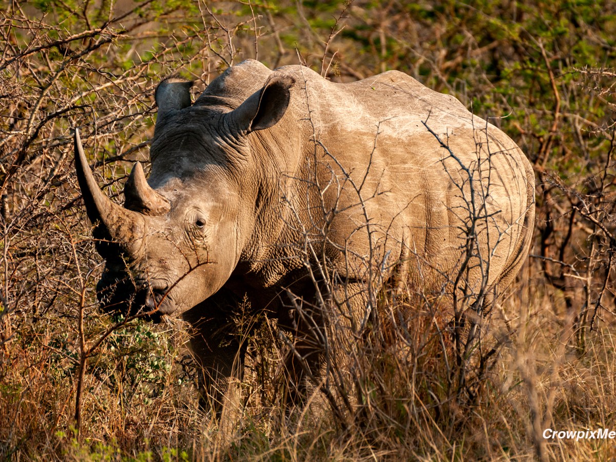 Photographing the Endangered African&nbsp;Rhino