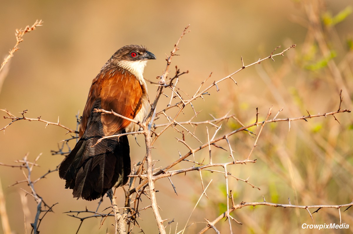Wow Your Audience With Near-Perfect Wildlife Photos in a Few Easy&nbsp;Steps
