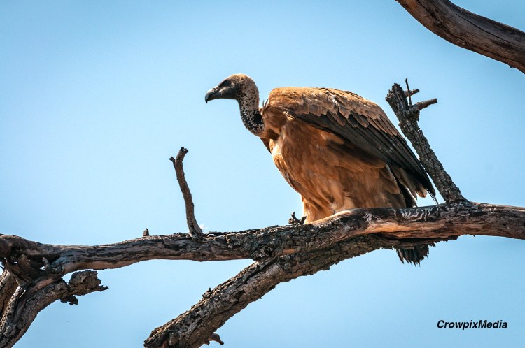 A White-backed Vulture perches in a tree in the African bush. Almost all species of the ancient bird are critically endangered today