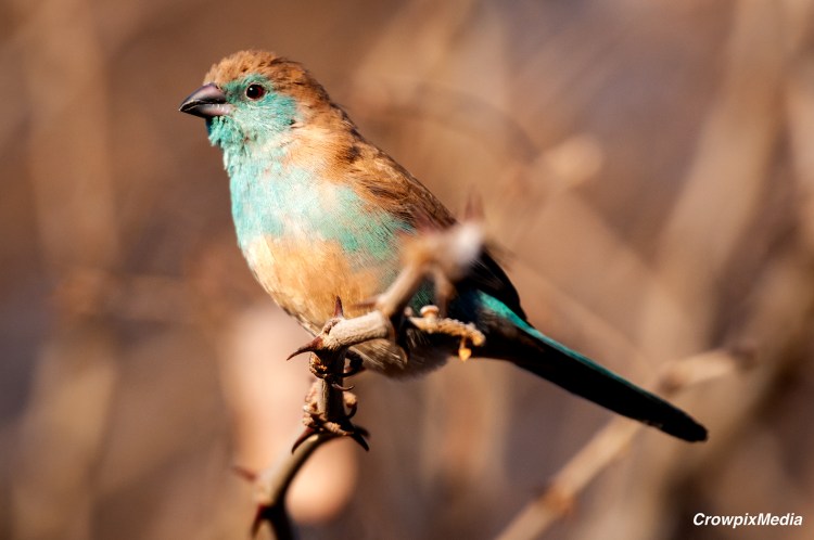 alt="The more time you spend learning about the animal, the better your chances of getting that perfect photo."