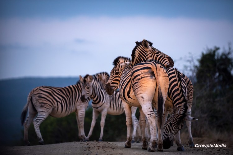 alt="You must know how to observe your subject from a distance without spooking or scaring it away. Zebras photograph."