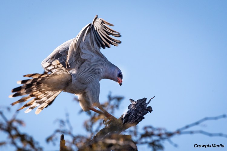 alt="A fast shutter speed can freeze motion, such as capturing a flying bird pictured above"