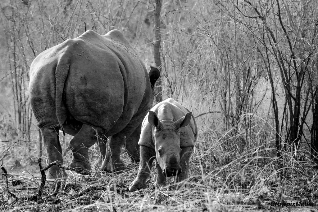 alt="series of black and white photographs of African Rhino family. Visual photo story"