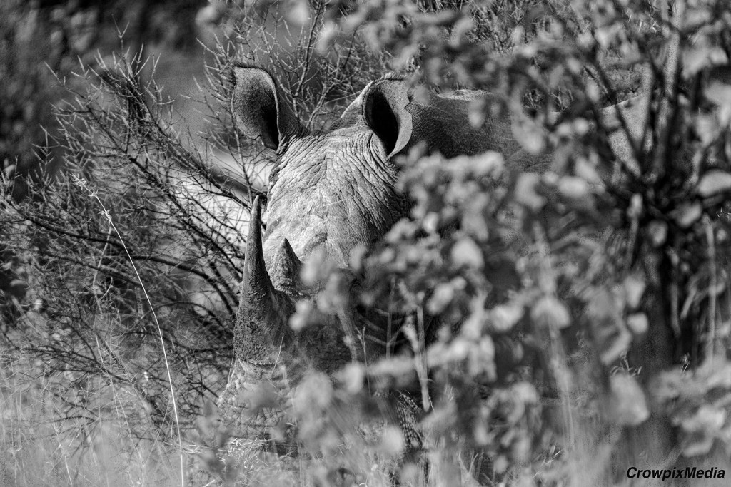 alt="series of black and white photographs of African Rhino family. Visual photo story"