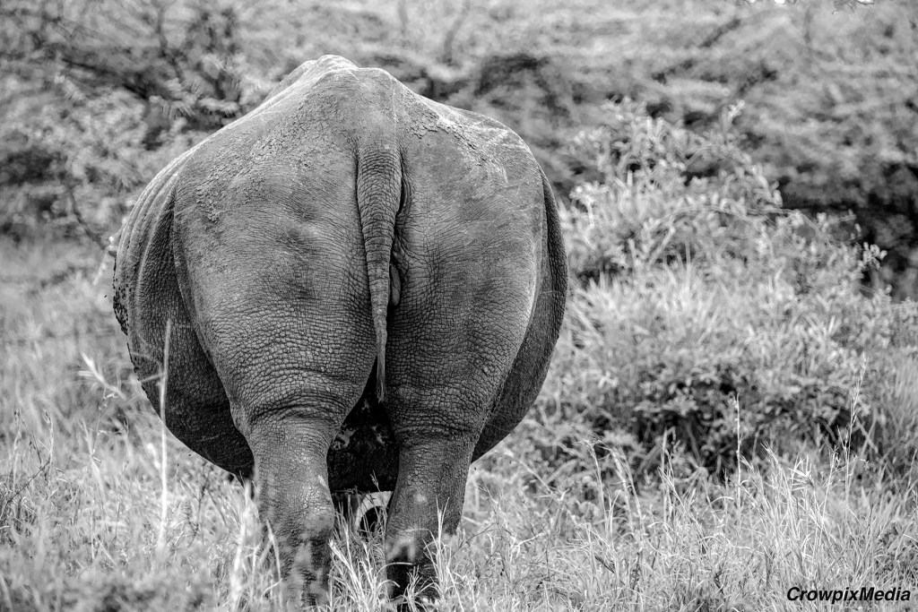 alt="series of black and white photographs of African Rhino family. Visual photo story"