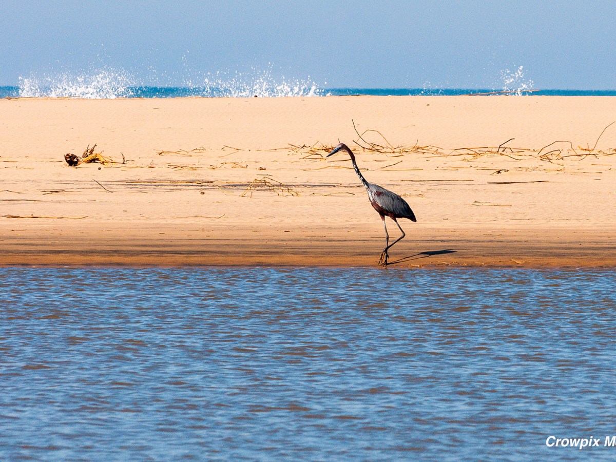 20 Amazing Tips and Tricks for Photographing Birds in South African&nbsp;Nature