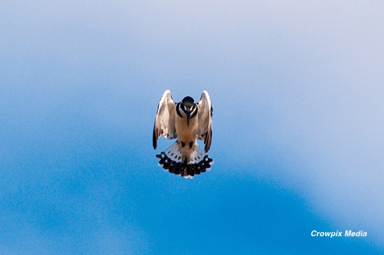 alt="A Pied-Kingfisher sets itself for a plunge while hunting over the St.Lucia estuary, South Africa. conservation photography bird animal wildlife"