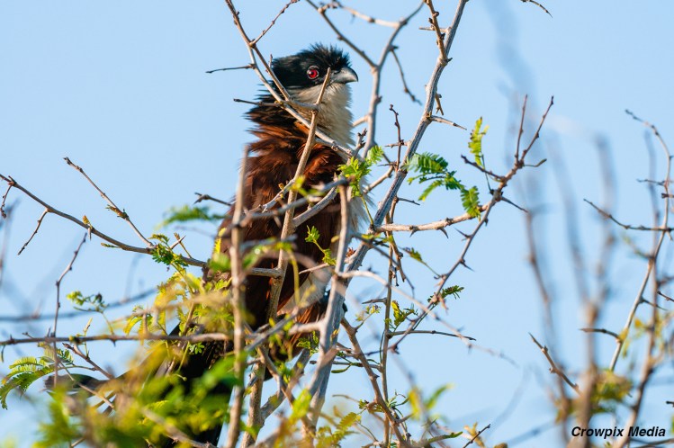 alt="A Burchell's Coucal hidden behind thorny branches in the iSimangaliso Wetland Park, St.Lucia South Africa. Conservation photography wildlife animal bird"